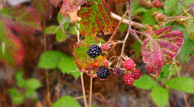 blog 1