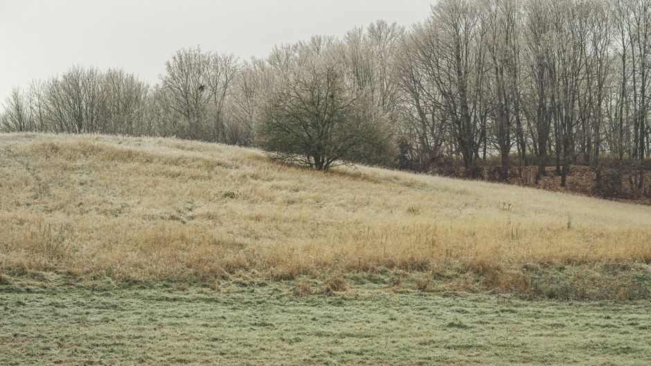The Lost Art of Hedgelaying: A Winter Tradition Worth Saving